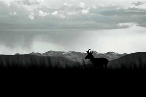 Pronghorn Silhouette Overtakes Stormy Mountain Range (Blue Tint)