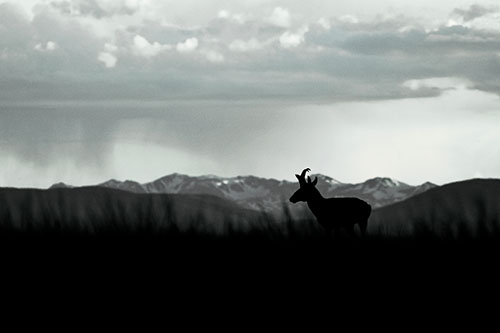 Pronghorn Silhouette Overtakes Stormy Mountain Range (Blue Tint Photo)