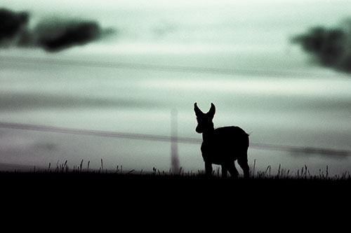 Pronghorn Silhouette Watches Sunset Atop Grassy Hill (Blue Tint Photo)