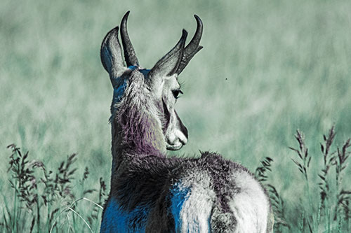 Pronghorn Watching Annoying Fly Buzzing Around (Blue Tint)