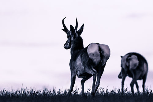 Pronghorns Begin Sprinting Towards Herd (Blue Tint Photo)