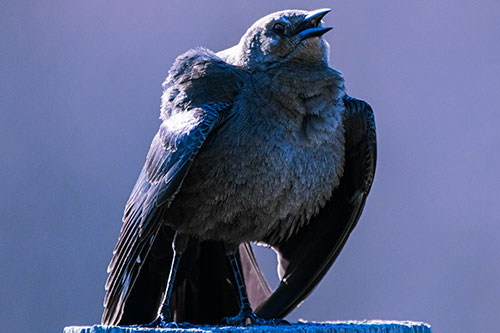 Puffy Female Grackle Croaking Atop Wooden Fence Post (Blue Tint Photo)