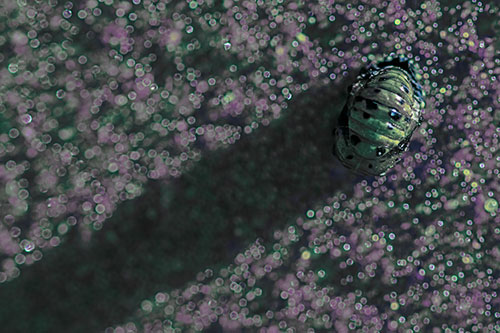 Pupa Convergent Lady Beetle Casts Shadow Among Sparkles (Blue Tint Photo)