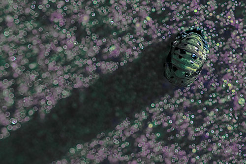 Pupa Convergent Lady Beetle Casts Shadow Among Sparkles (Blue Tint)