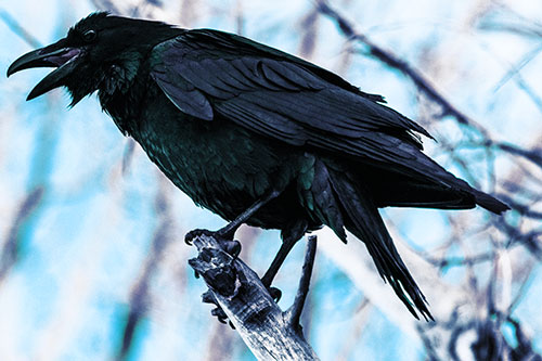 Raven Croaking Among Tree Branches (Blue Tint Photo)