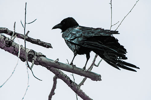 Raven Grips Onto Broken Tree Branch (Blue Tint Photo)