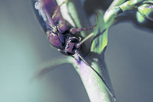 Red Wasp Crawling Down Flower Stem (Blue Tint Photo)