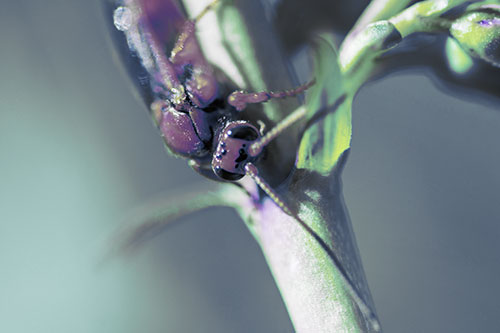 Red Wasp Crawling Down Flower Stem (Blue Tint)