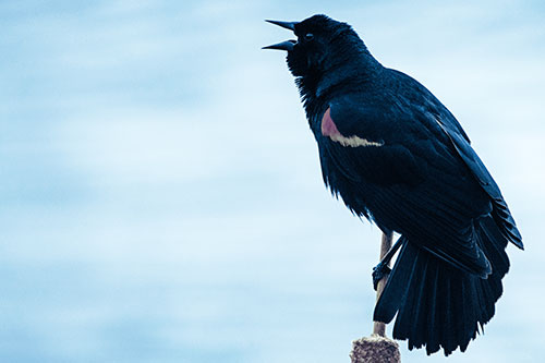 Red Winged Blackbird Singing Atop Cattail Branch (Blue Tint)