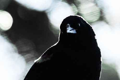 Red Winged Blackbird Tilting Head Among Sunlight (Blue Tint)