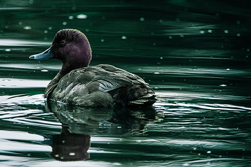 Redhead Duck Floating Atop Lake Water (Blue Tint Photo)