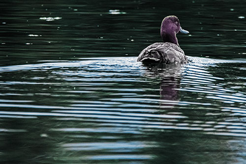 Redhead Duck Swimming Across Water (Blue Tint Photo)