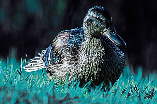 Rested Mallard Duck Rises To Feet (Blue Tint Photo)