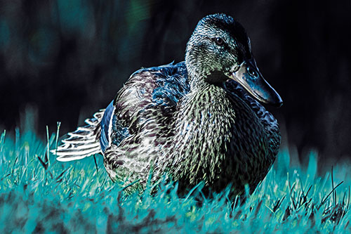 Rested Mallard Duck Rises To Feet (Blue Tint)