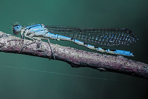 Resting Damselfly Spread Across Branch (Blue Tint)