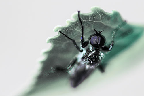 Resting March Fly Seeks Shade Beneath Leaf Petal (Blue Tint)