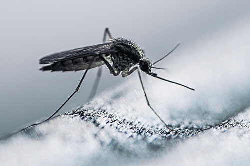 Resting Mosquito Awaits Warmth Among Sunlight (Blue Tint)