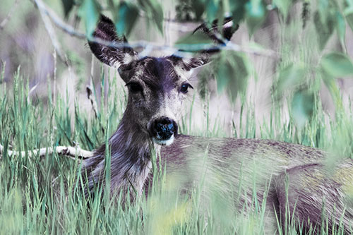 Resting White Tailed Deer Watches Surroundings (Blue Tint Photo)