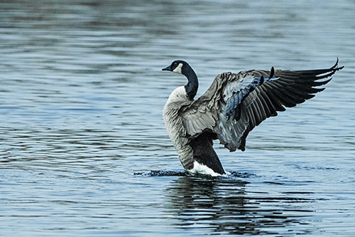 Rising Canadian Goose Spreading Wings Among Lake Top (Blue Tint)