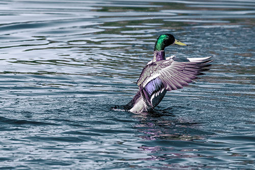 Rising Mallard Duck Flapping Wings Among Rippling Water (Blue Tint)