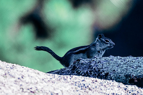 Rock Climbing Squirrel Reaches Shaded Area (Blue Tint Photo)