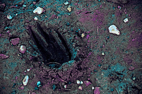 Rocks Surround Deep Mud Paw Footprint (Blue Tint Photo)