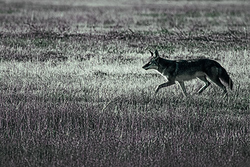 Running Coyote Hunting Among Grass Prairie (Blue Tint Photo)