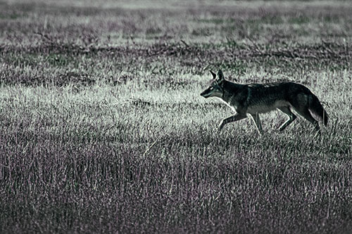 Running Coyote Hunting Among Grass Prairie (Blue Tint)