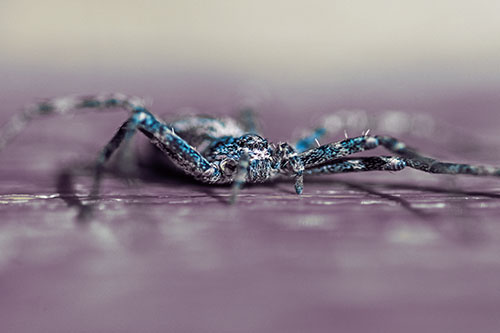 Running Crab Spider Resting Among Bench (Blue Tint)