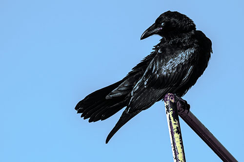 Rusted Rail Raven Keeping Watch (Blue Tint)