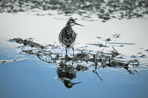 Sandpiper Bird Perched On Floating Lake Stick (Blue Tint Photo)