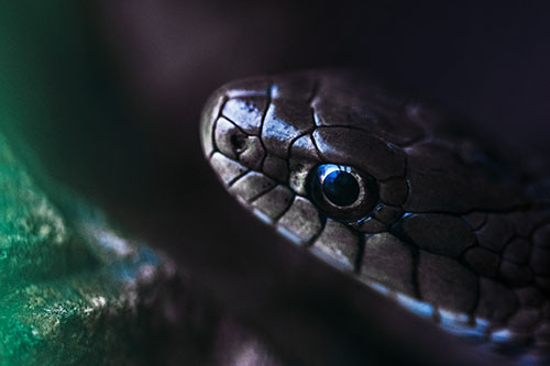 Scared Garter Snake Makes Appearance (Blue Tint Photo)