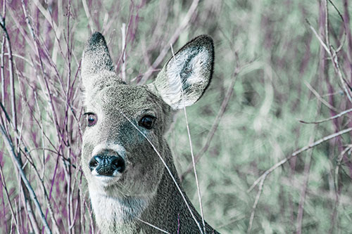 Scared White Tailed Deer Among Branches (Blue Tint Photo)