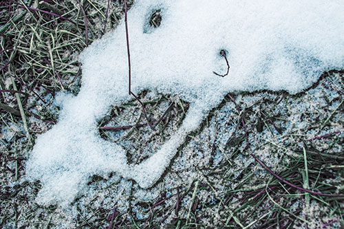 Screaming Stick Eyed Snow Face Among Grass (Blue Tint Photo)