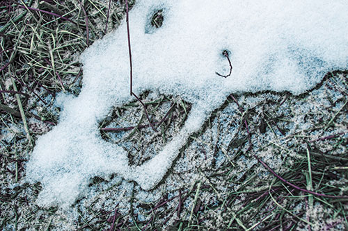 Screaming Stick Eyed Snow Face Among Grass (Blue Tint)