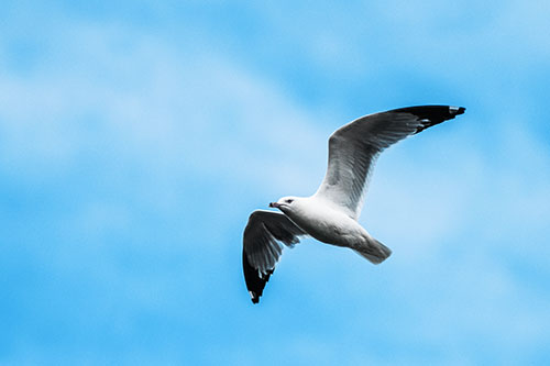 Seagull Flying Among Cloudy Overcast Sky (Blue Tint)