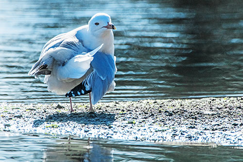 Seagull Grooming Itself Among Lake Shore (Blue Tint)