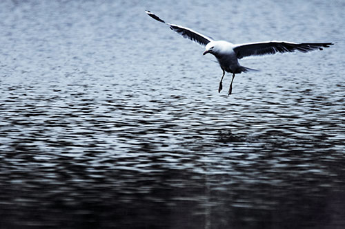 Seagull Landing On Lake Water (Blue Tint Photo)