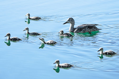 Seven Mallard Ducklings Swimming With Mother (Blue Tint)