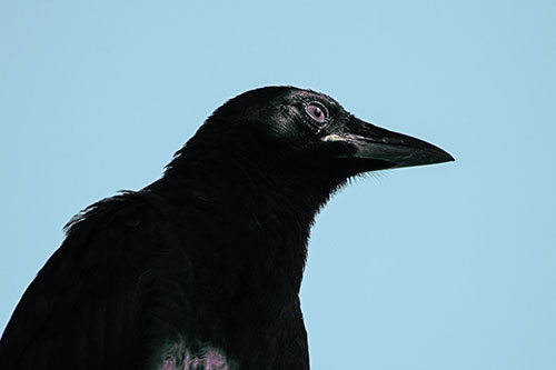 Shaded Crow Gazing Towards Sunlight (Blue Tint Photo)