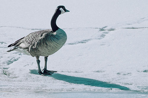Shadow Casting Canadian Goose Standing Among Snow (Blue Tint Photo)
