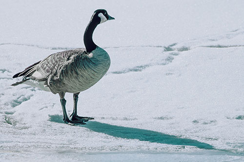 Shadow Casting Canadian Goose Standing Among Snow (Blue Tint)
