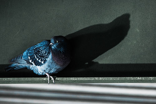 Shadow Casting Pigeon Looking Towards Light (Blue Tint)