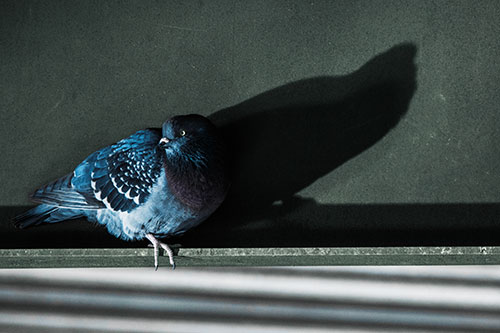 Shadow Casting Pigeon Looking Towards Light (Blue Tint Photo)