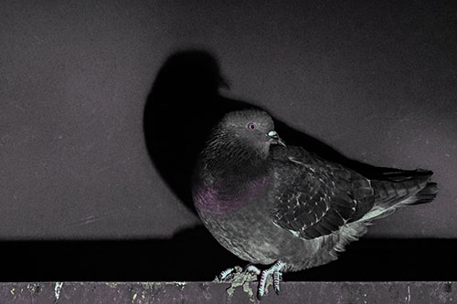 Shadow Casting Pigeon Perched Among Steel Beam (Blue Tint)