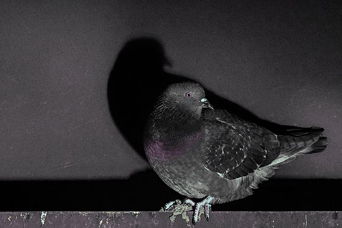 Shadow Casting Pigeon Perched Among Steel Beam (Blue Tint Photo)