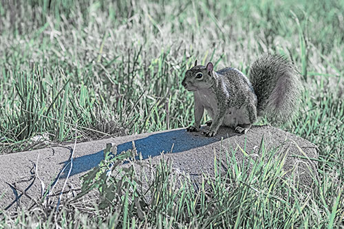 Shadow Casting Squirrel Sitting Atop Concrete Drain (Blue Tint)