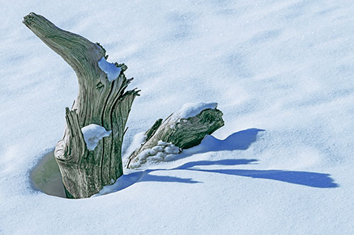 Shadow Casting Tree Trunk Waving Among Snow (Blue Tint)