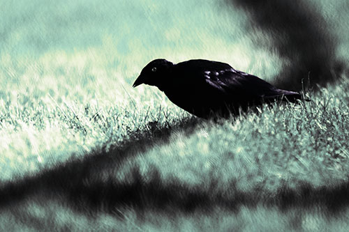 Shadow Standing Grackle Bird Leaning Forward On Grass (Blue Tint Photo)