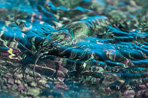 Shallow Submerged Crayfish Keeping Watch Among River (Blue Tint Photo)